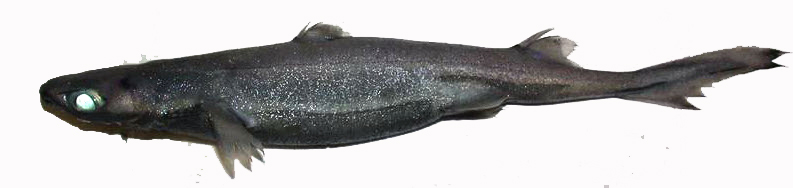 Etmopterus spinax_06.jpg